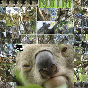 29th Aug 2022 - RIP Bullet - best koala ever