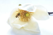 30th Aug 2022 - Pale lemon magnolia with bee