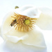 Pale lemon magnolia with bee by dkbarnett
