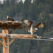 Ospreys by bjywamer