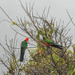 Birds: King Parrots by jeneurell