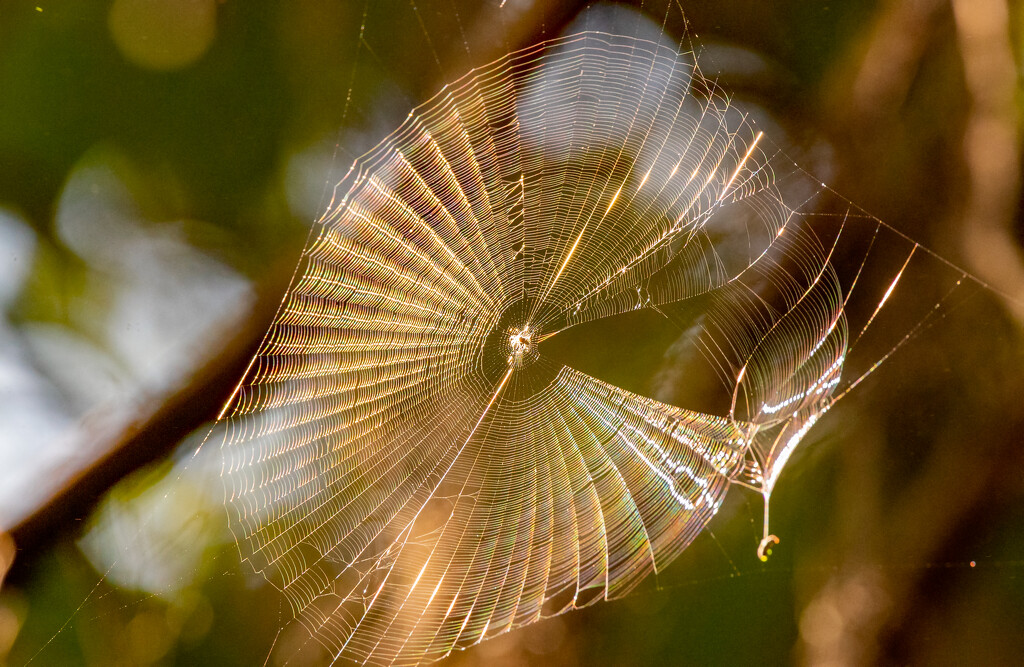 Spider Web Under the Sunlight! by rickster549