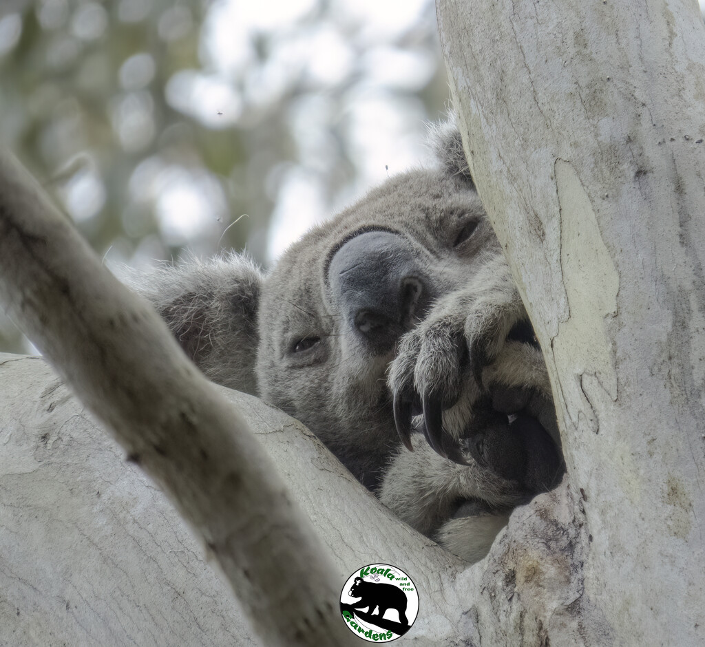 Meet Hudson by koalagardens