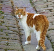 31st Aug 2022 - Ginger and white neighbourhood cat.