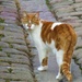 Ginger and white neighbourhood cat. by grace55