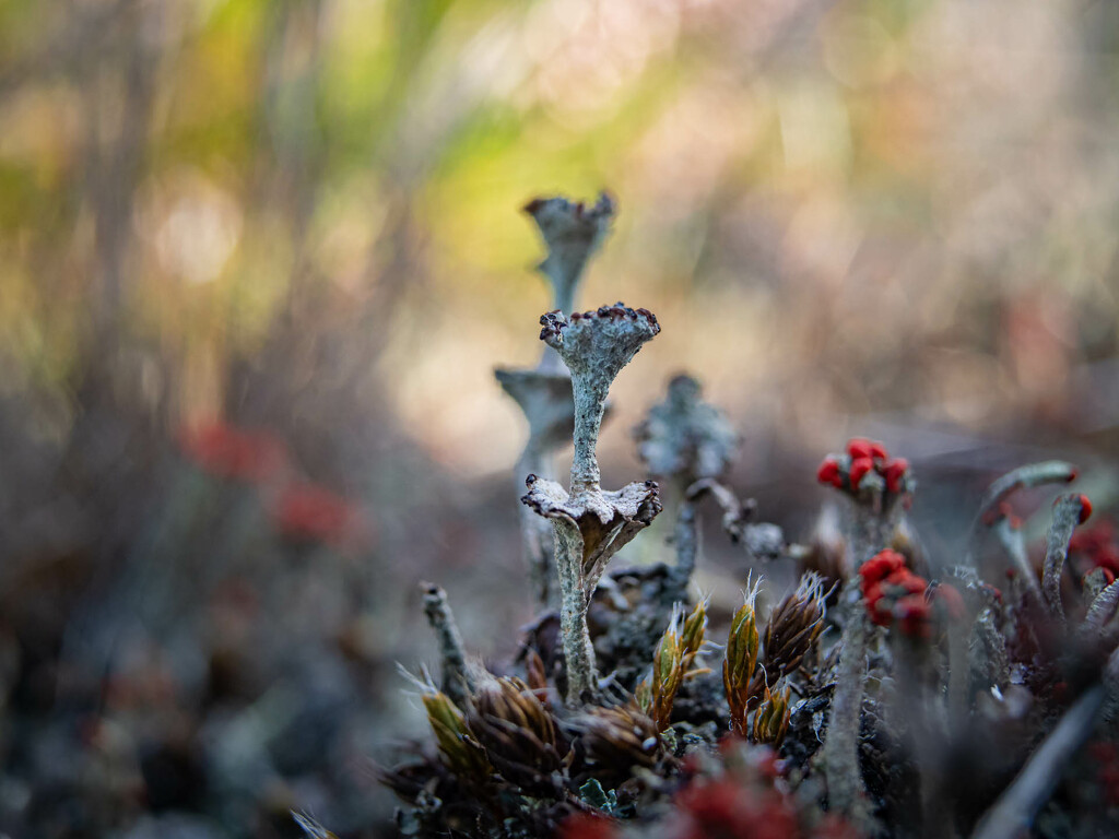 Lichen by haskar