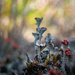 Lichen by haskar