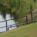 Aug 30 Kingfisher on bridge IMG_7280A by georgegailmcdowellcom