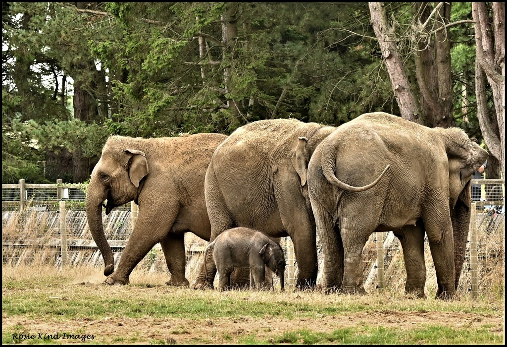 The elephant family  by rosiekind