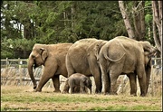 31st Aug 2022 - The elephant family 