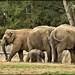 The elephant family  by rosiekind