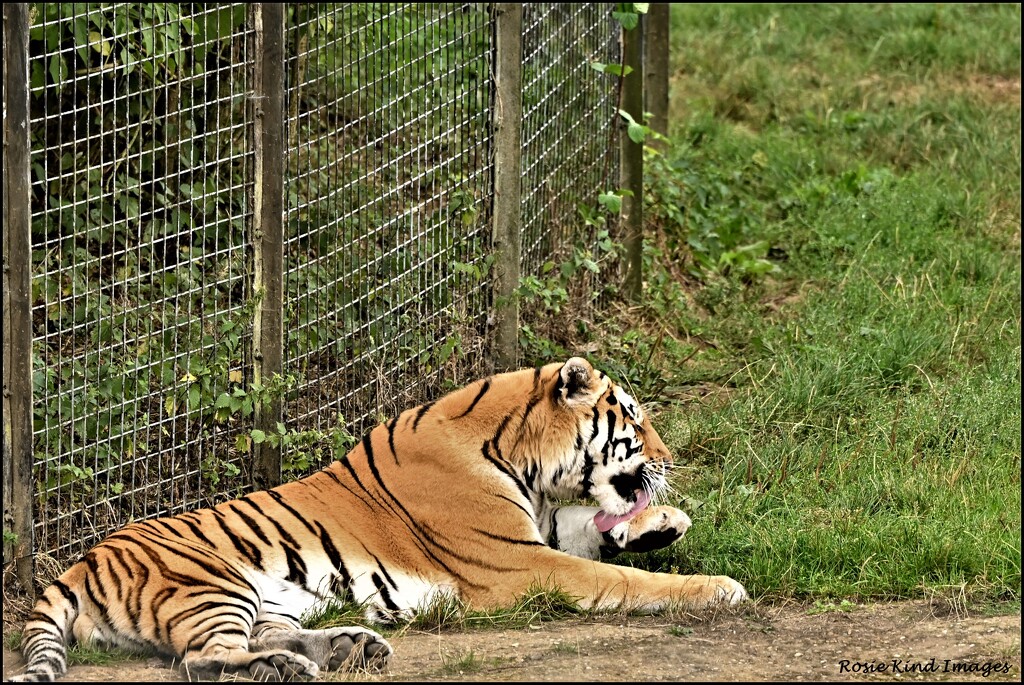 Lazy tiger by rosiekind