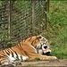 Lazy tiger by rosiekind
