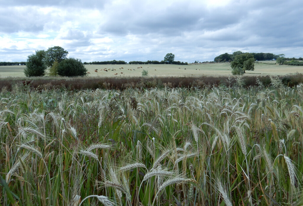 Field of barley by busylady