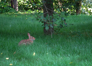31st Aug 2022 - Here comes Peter Cottontail