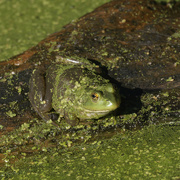 31st Aug 2022 - American bullfrog 