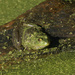 American bullfrog  by rminer