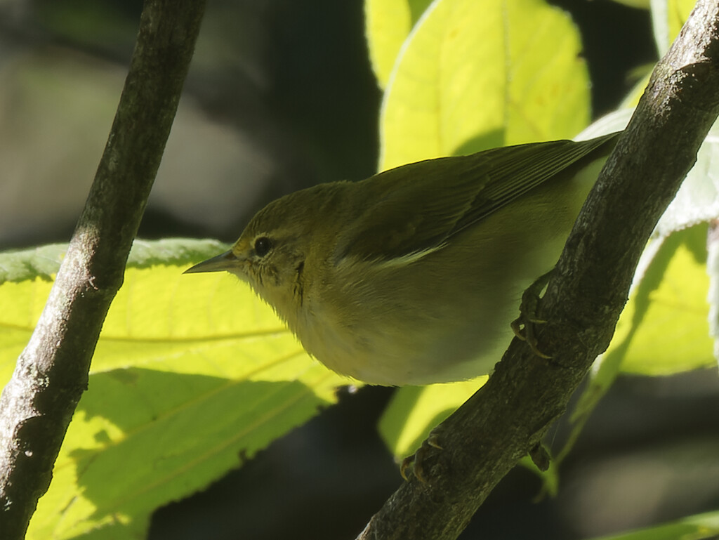 Tennessee Warbler  by rminer