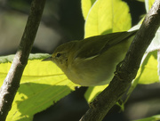 31st Aug 2022 - Tennessee Warbler 
