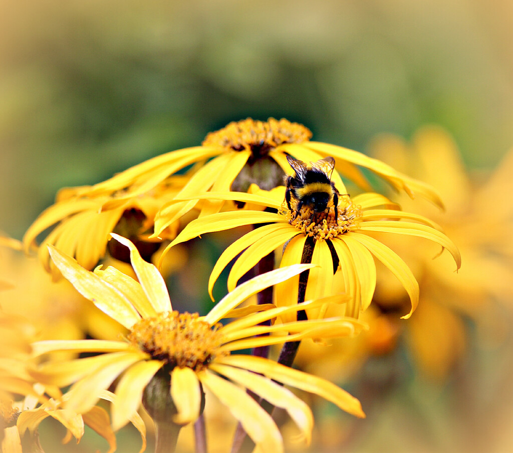 Bee on Yellow Daisies.  by wendyfrost