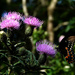 Third Butterfly of the Season by milaniet