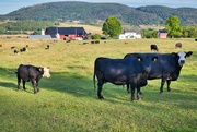 31st Aug 2022 - Cows in a field