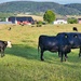 Cows in a field by okvalle