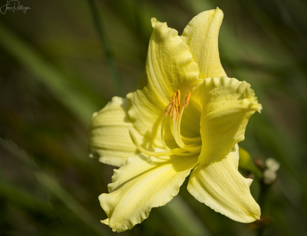 Pale Yellow Lily by jgpittenger
