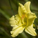 Pale Yellow Lily by jgpittenger