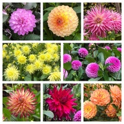 30th Aug 2022 - Dahlias at Anglesey Abbey