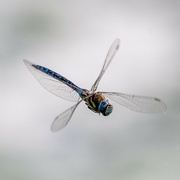 31st Aug 2022 - Southern Migrant Hawker 
