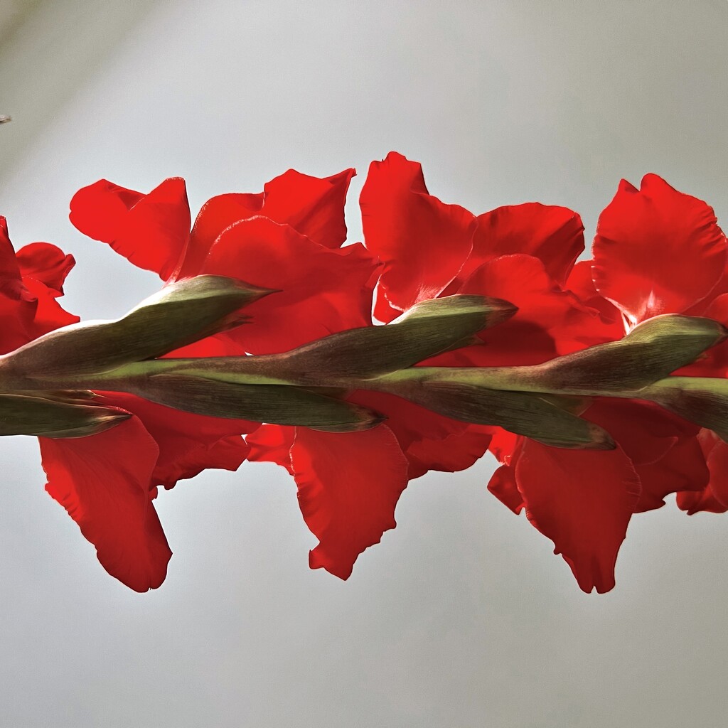 Gladiolus spine by mastermek