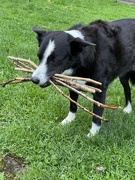 23rd Aug 2022 - The collector of sticks