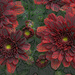 Red Mums artistic by larrysphotos