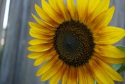 1st Sep 2022 - Sunflower Closeup