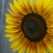 Sunflower Closeup by allie912