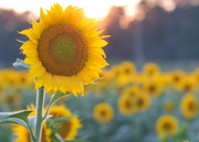 31st Aug 2022 - Sunflowers at Sunset