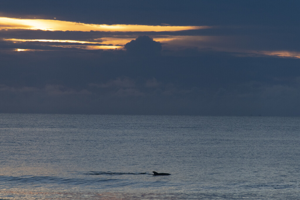 Dolphin Sunrise by timerskine