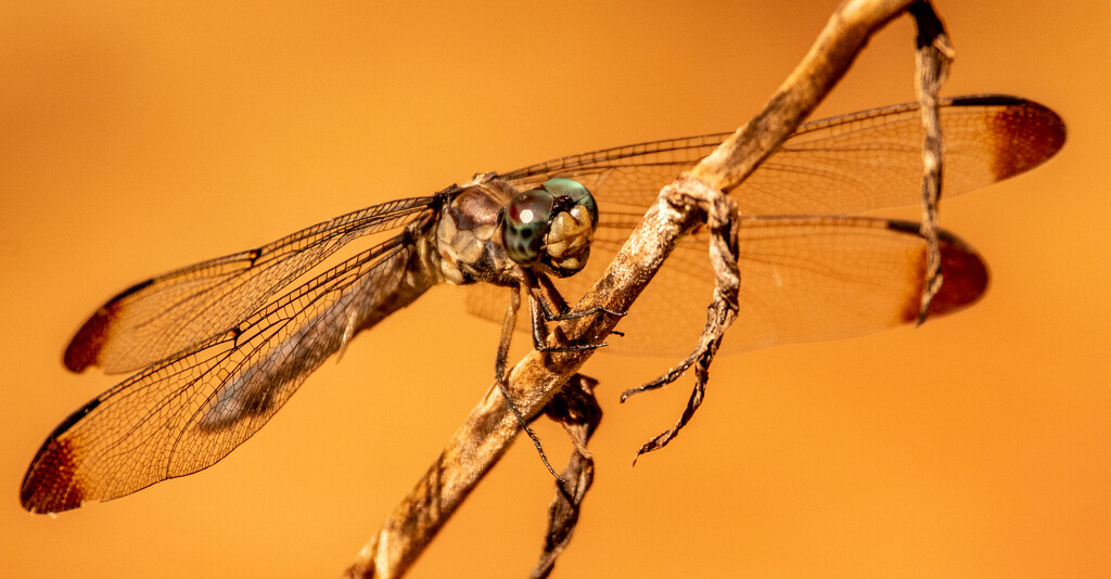 Dragonfly, Somewhat Up Close! by rickster549