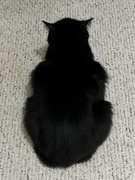 31st Aug 2022 - Cat on carpet