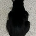 Cat on carpet by metzpah