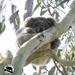 the magic koala by koalagardens