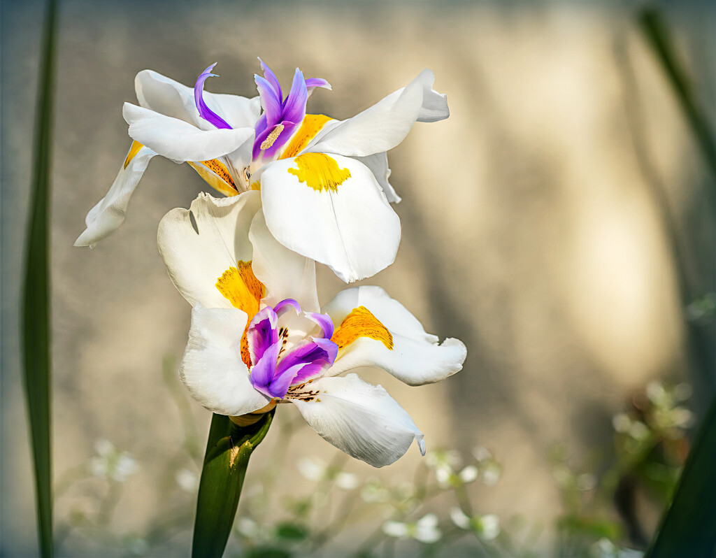 Iris in abundance by ludwigsdiana
