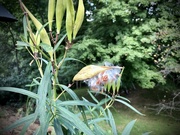 1st Sep 2022 - Milkweed Going to Seed