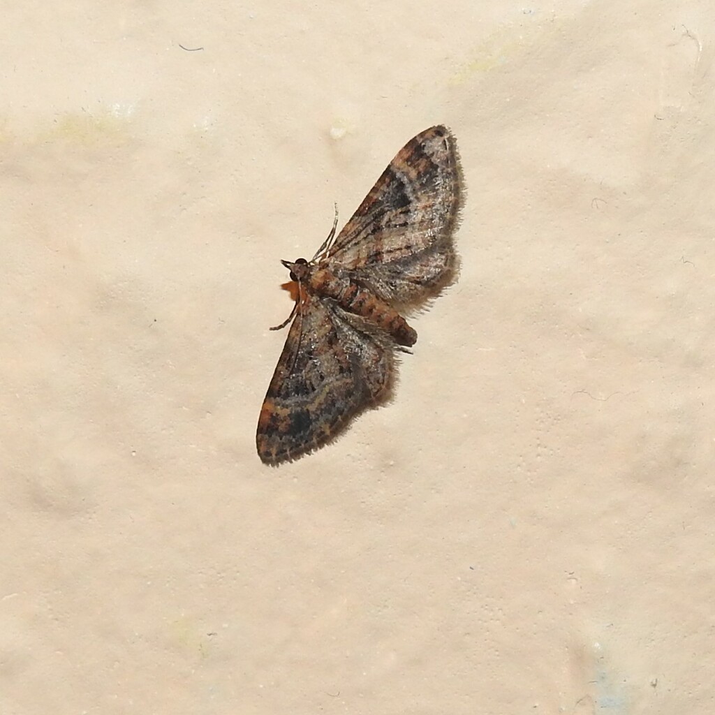 Moth on My Bedroom Wall by oldjosh