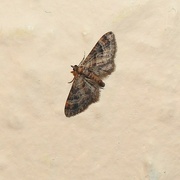 13th Aug 2022 - Moth on My Bedroom Wall