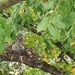 Stalking pigeons babies by nami