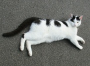 1st Sep 2022 - Black and white Eachill cat.
