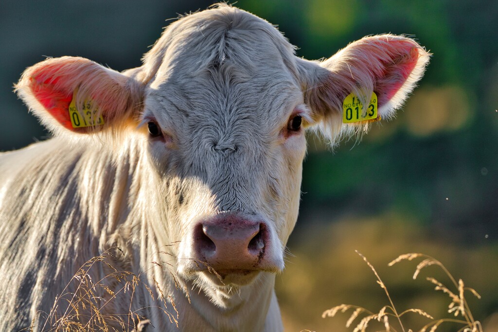 Cow in morning light by okvalle