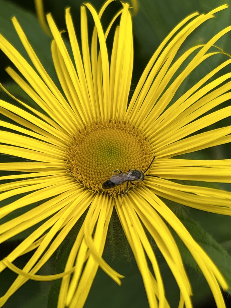 Inula Helenium by tinley23